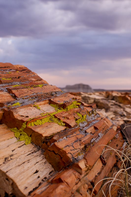 The Wilderness: Wandering in Life's Desert Close up of petrified wood with moss on it at sunset.