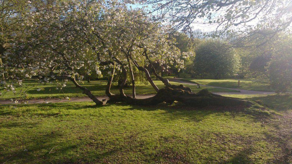 Tree growing sideways.