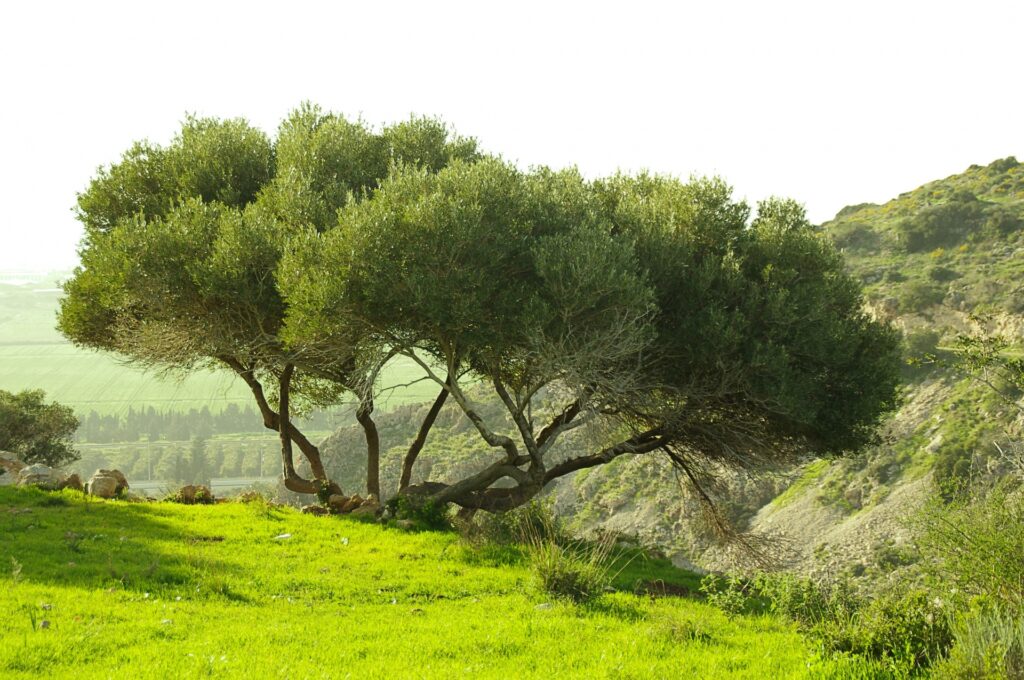 Christian group seeks to 'green' Israel olive-tree-at-golden-hour
