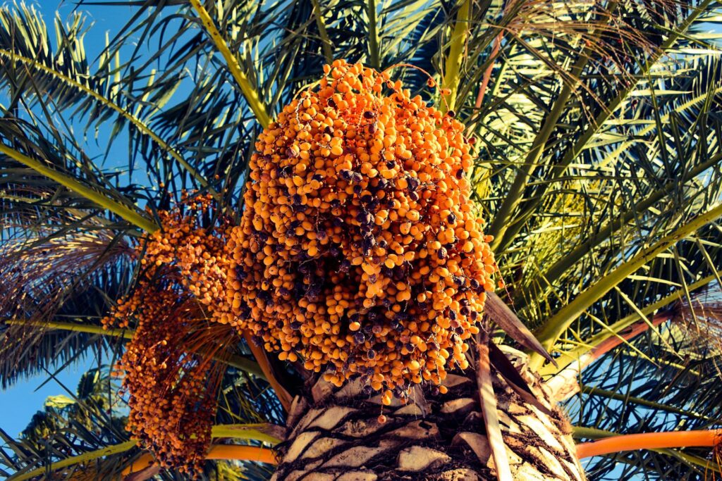 Seeds from biblical era grow trees in contemporary Israel date-2033537_1920