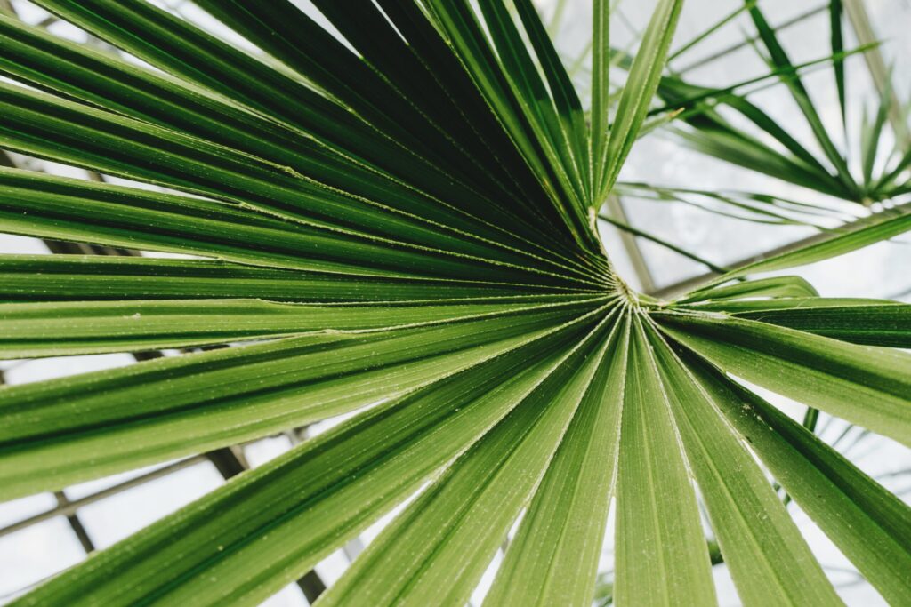 Palm Sunday kicks off Holy Week pexels-scott-webb-175268