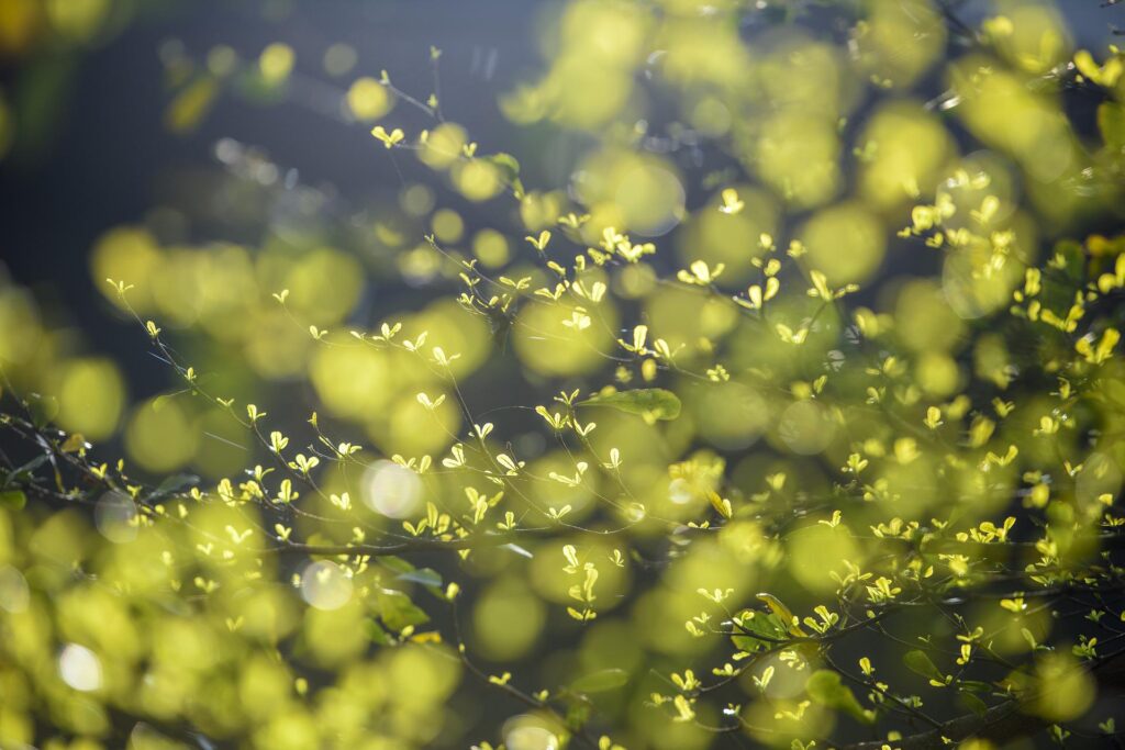 Oxford Christians urged to focus on the environment leaves-4176219_1920