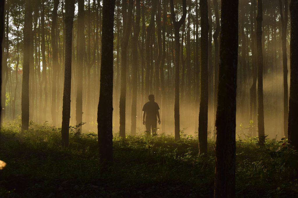 A person's silhouette is seen in orange fog between tree trunks.