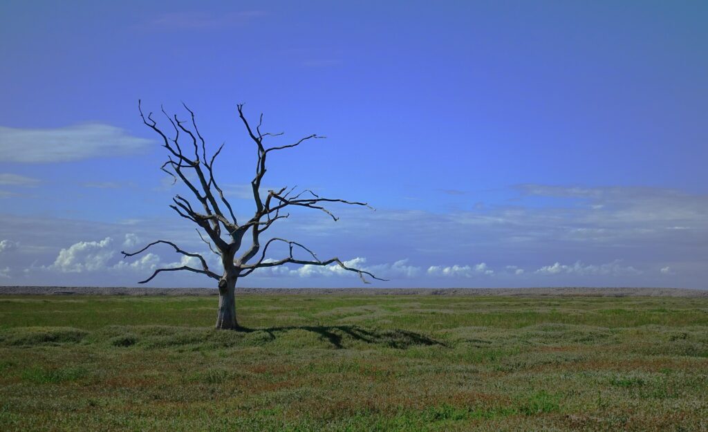 Survey: Catholics, youth, Hispanics most likely to express climate change concerns Leafless tree in a treeless grassy plain with a blue sky
