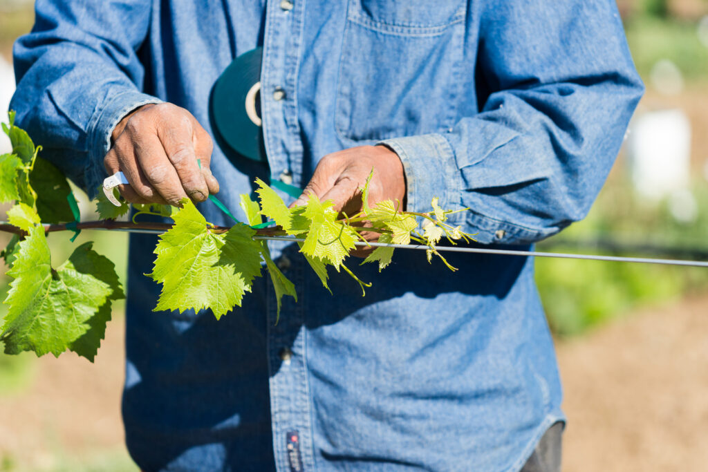 Op-ed: Giving your best at work a male vineyard worker in a blue shirt tying grapevine cane to support wire with green plastic strips