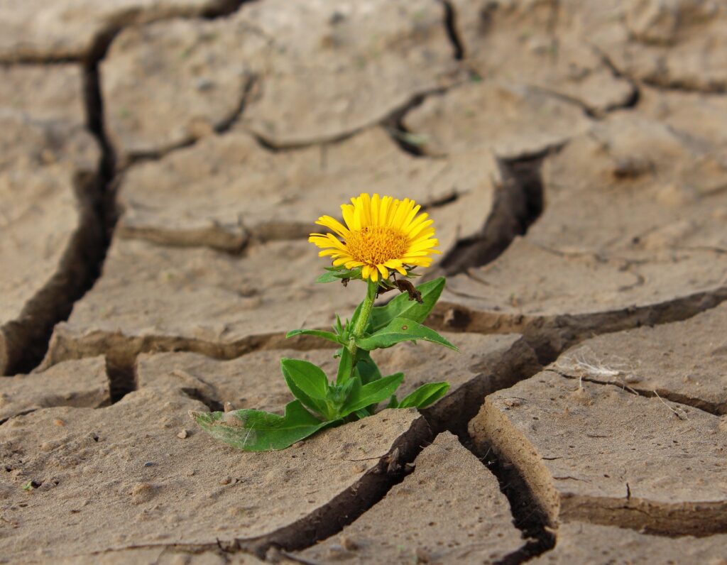 Kenya holds national day of prayer in response to drought A yellow flower is shown growing from cracked earth.