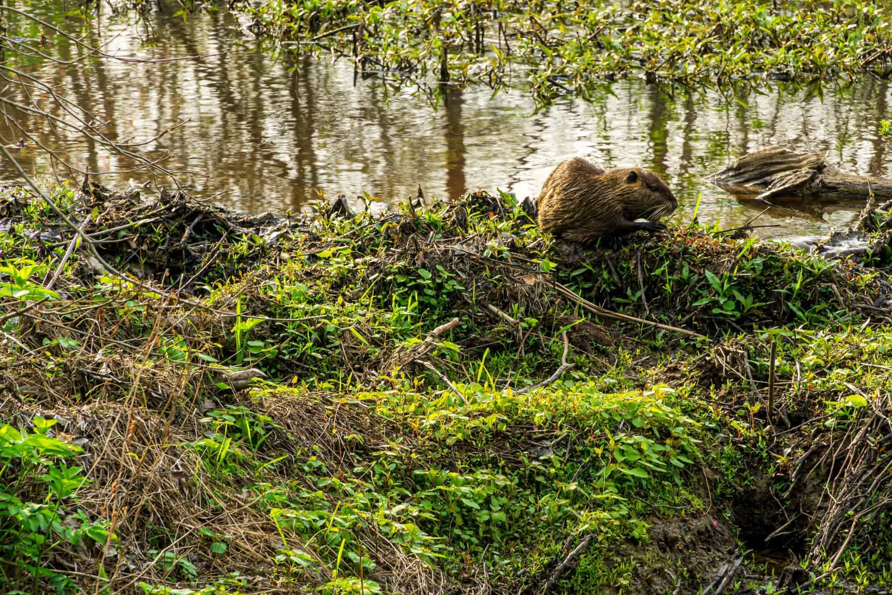 Rocks ad bright green moss are shown on the side of a body of water.
