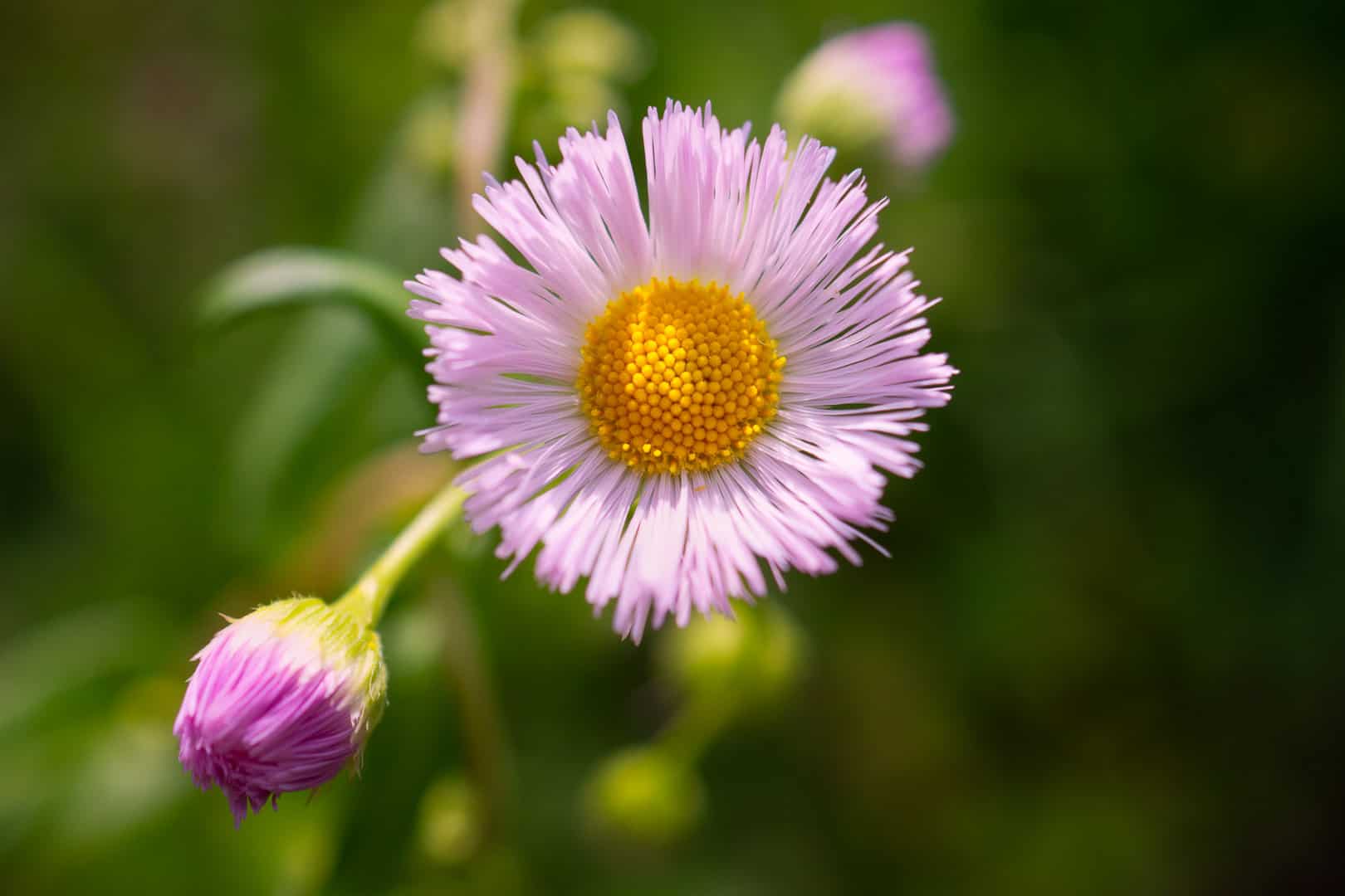 A small pink wild flower, a fleabane daisy, is shown in with it's yellow center in focus and a couple of buds arranged diagonally under the flower.