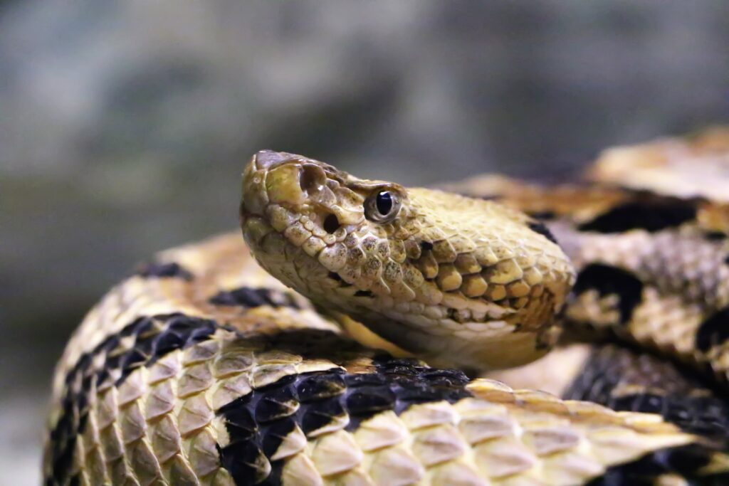 A pastor’s unique community service: Catch and remove rattlesnakes for free A rattlesnake and it's head are shown very closeup.