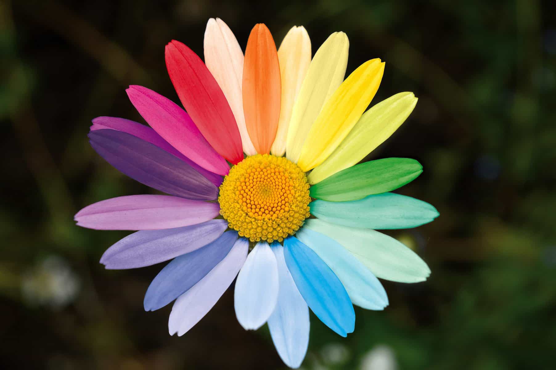 A sunflower is shown with rainbow petals.