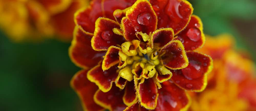 Voting for the Future: My 2024 Vote A French marigold with rain drops on it.