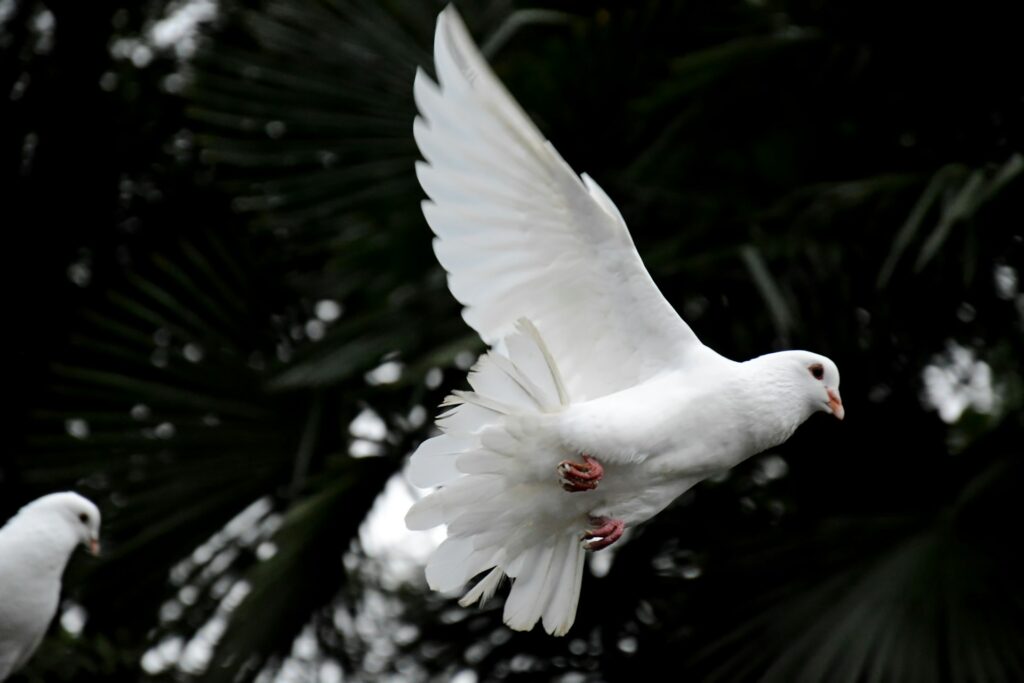 A white bird mid flight