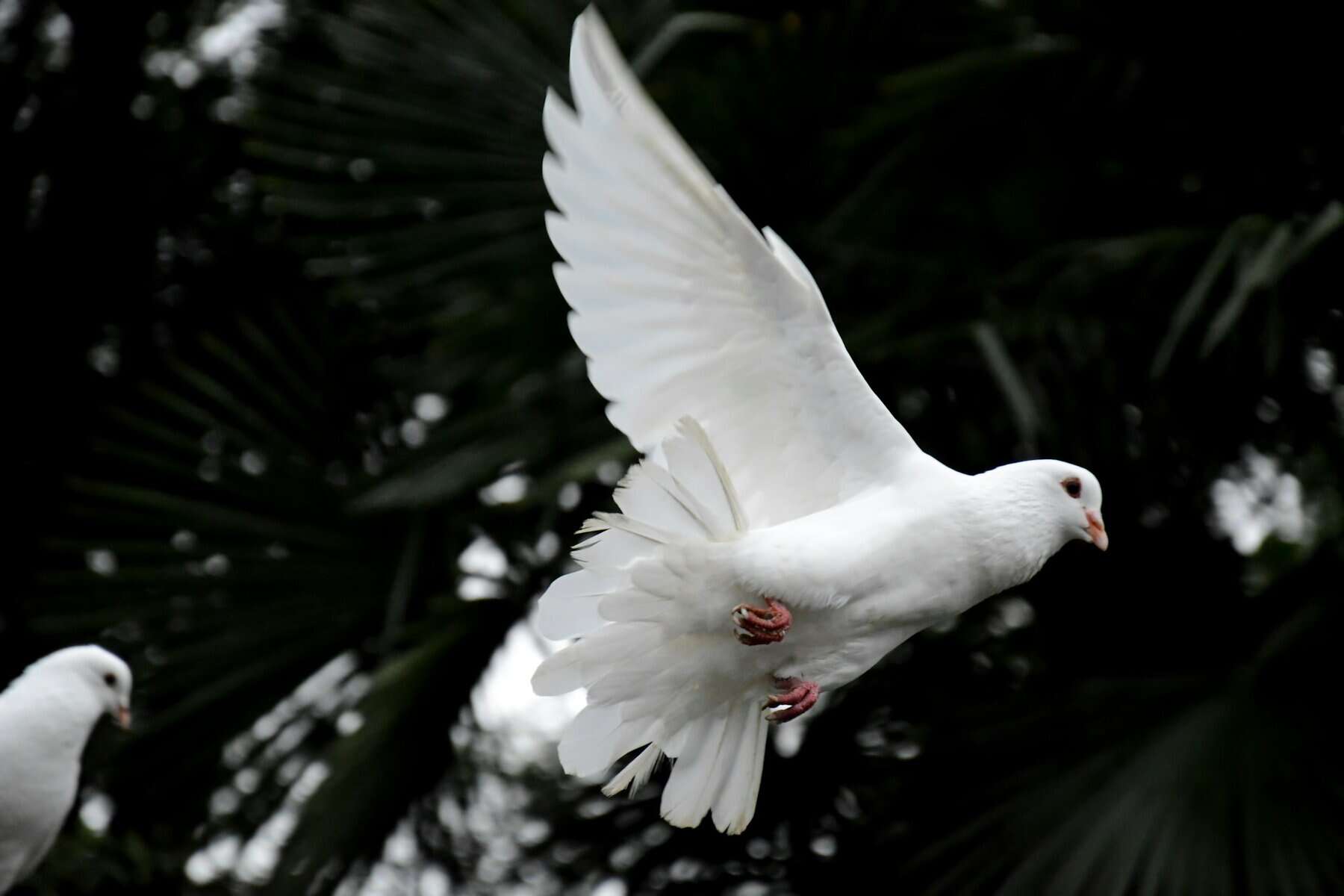 A white bird mid flight
