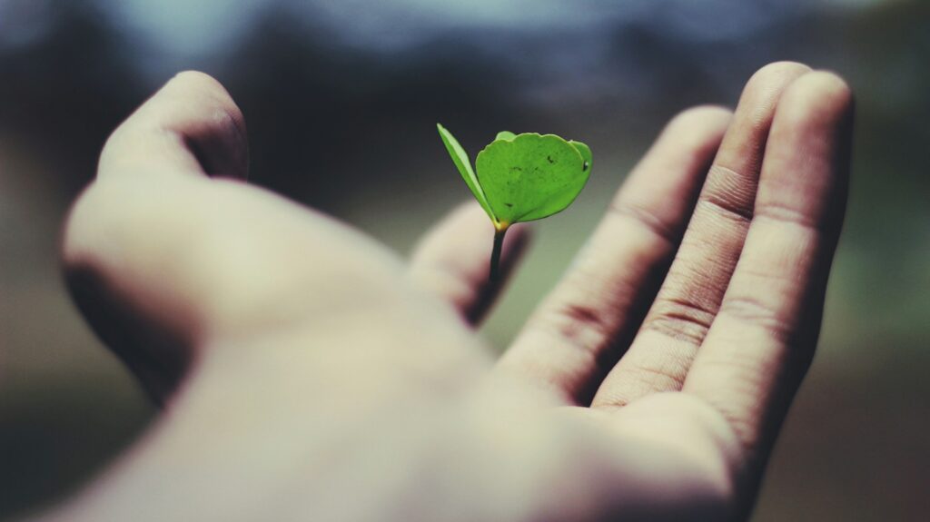 Hand holding a new plant
