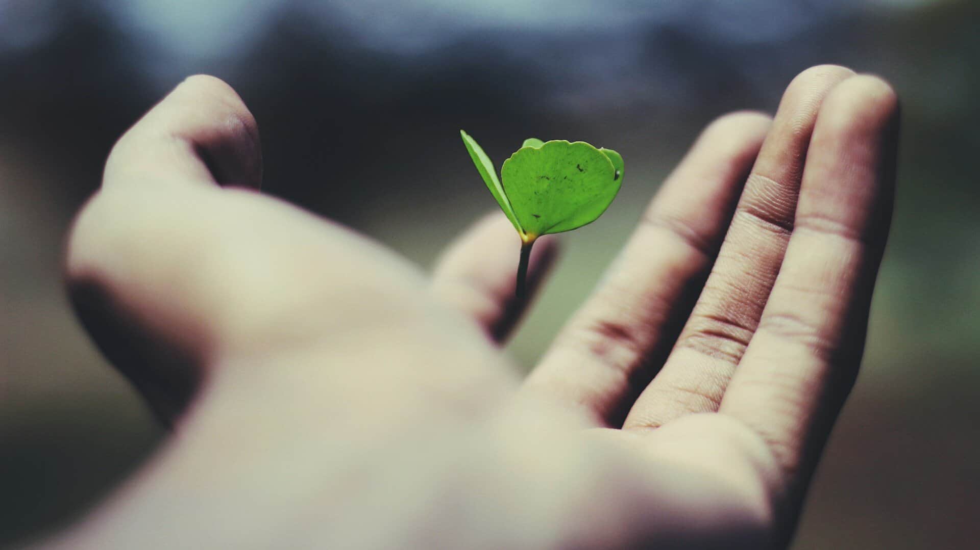 Hand holding a new plant