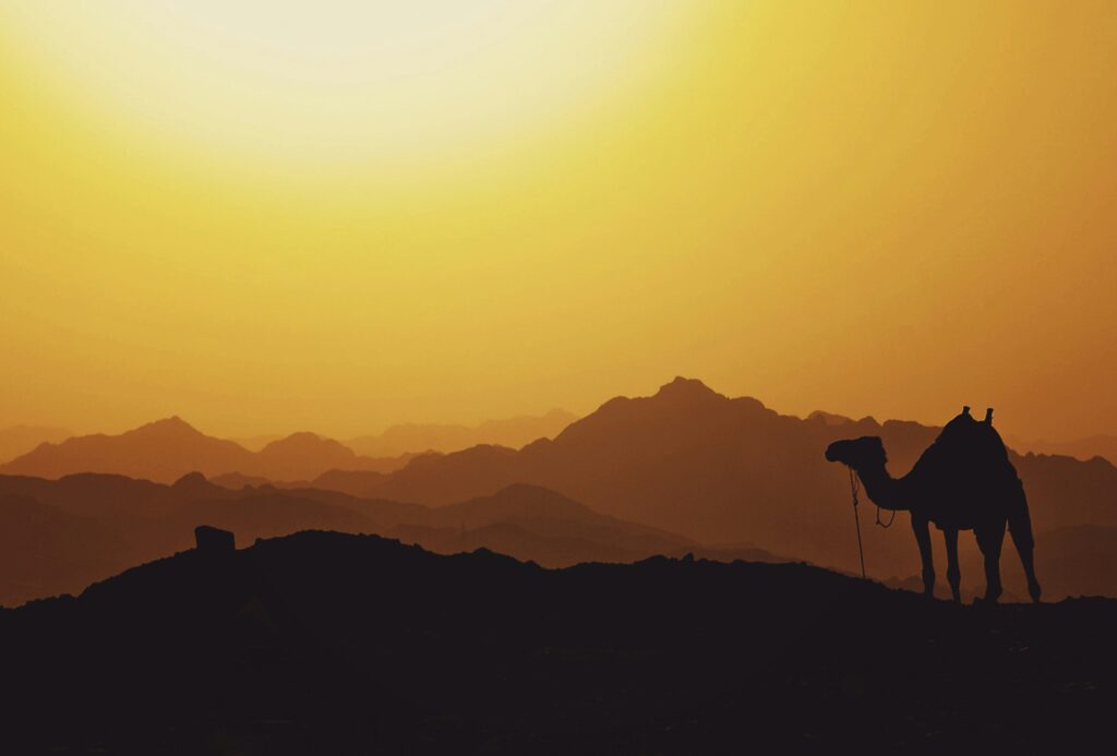 Silhouette of a camel on Egyptian hills.