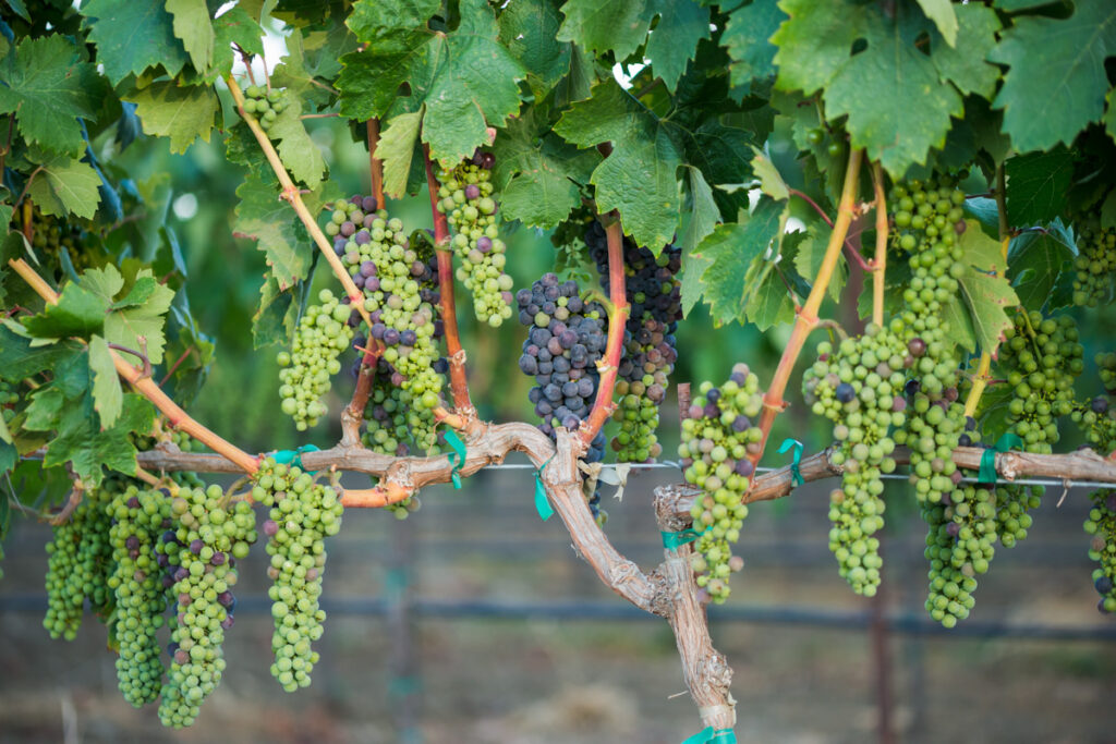 Vineyard USA faces new allegations in church sexual abuse lawsuit Cabernet Sauvignon grapes hanging on the vine in varying stages of ripeness.