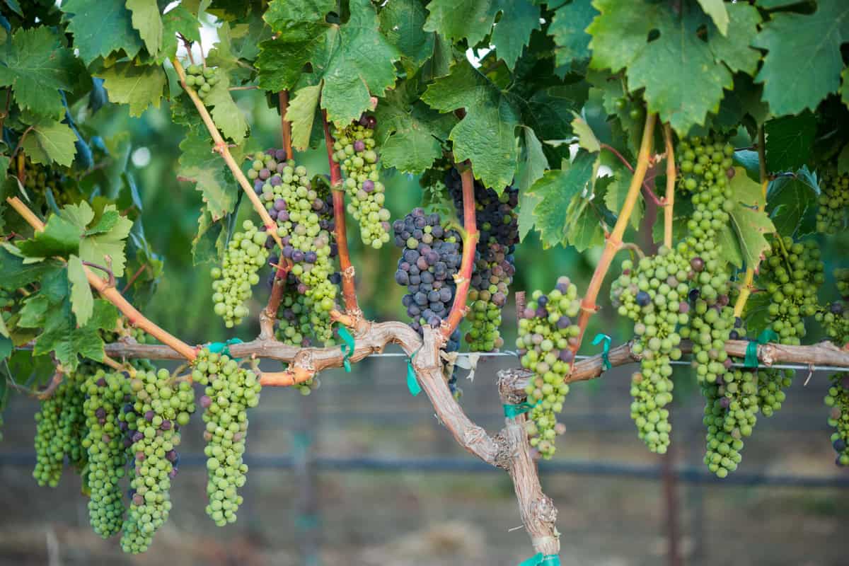 Cabernet Sauvignon grapes hanging on the vine in varying stages of ripeness.