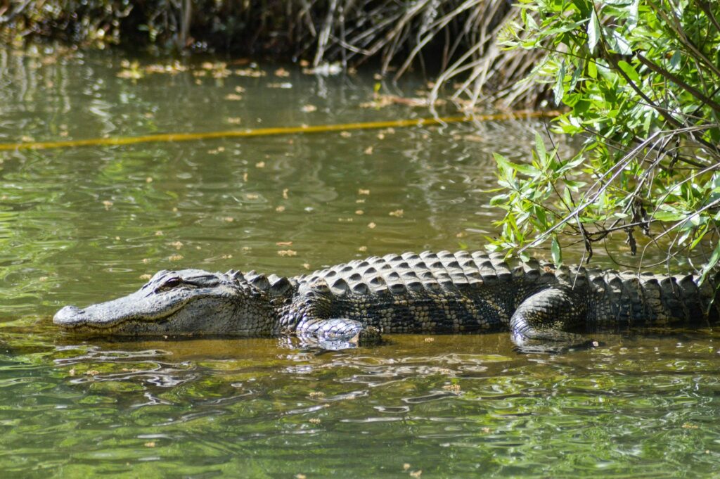 An alligator in swamp water.
