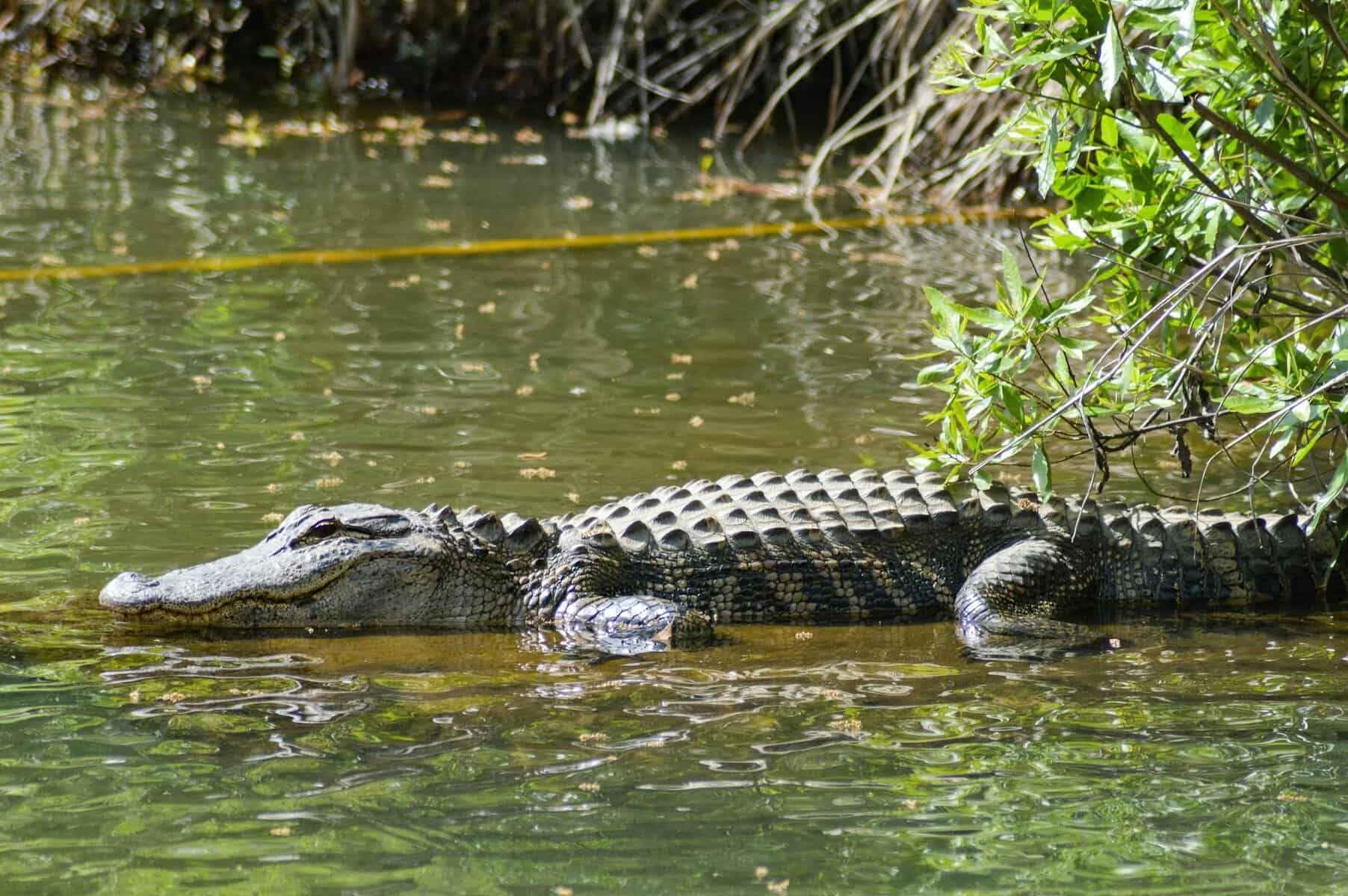 An alligator in swamp water.