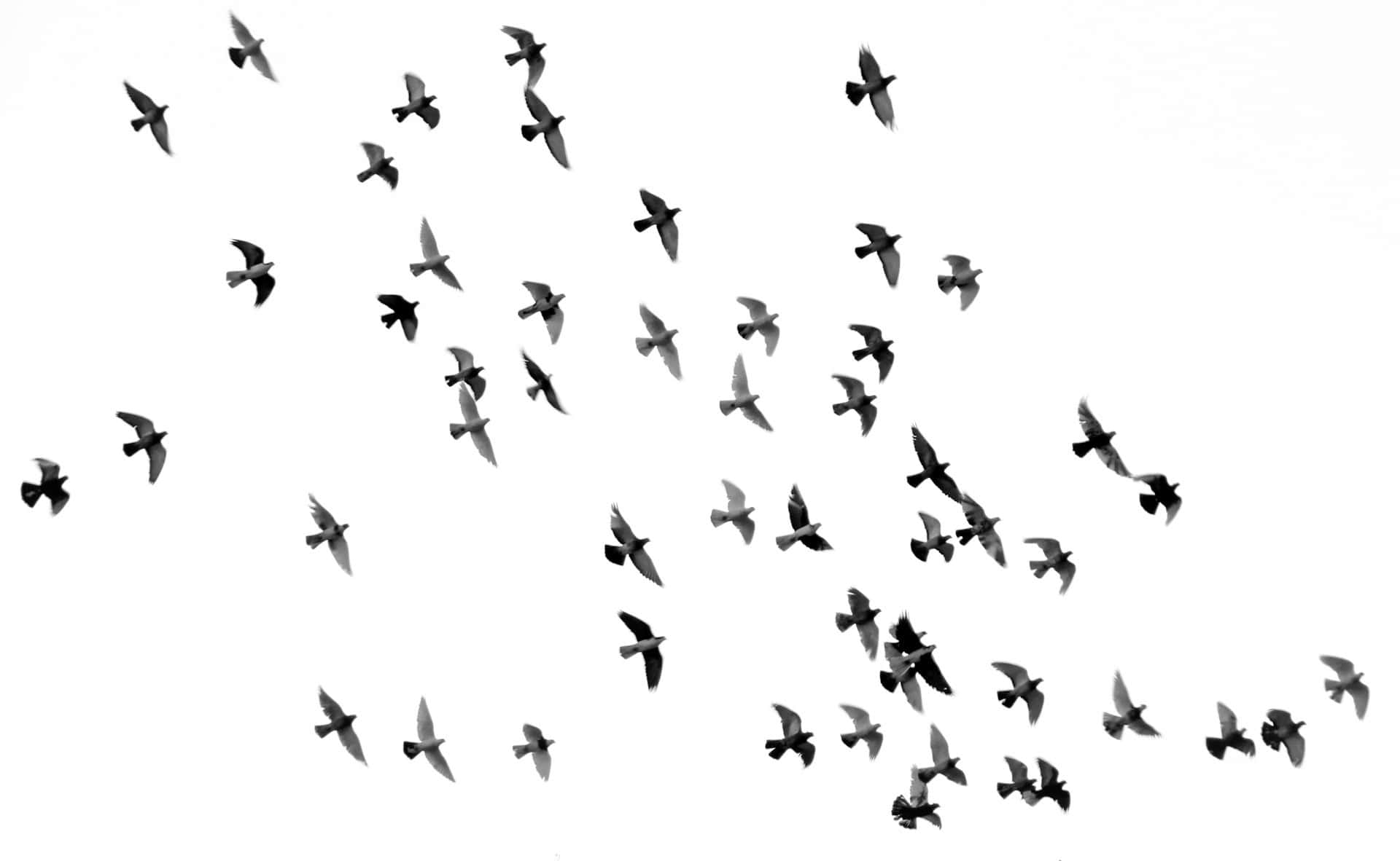 Birds flying over a cloudy sky.