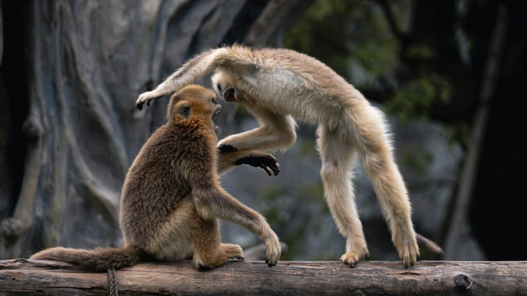 Two monkeys fighting.