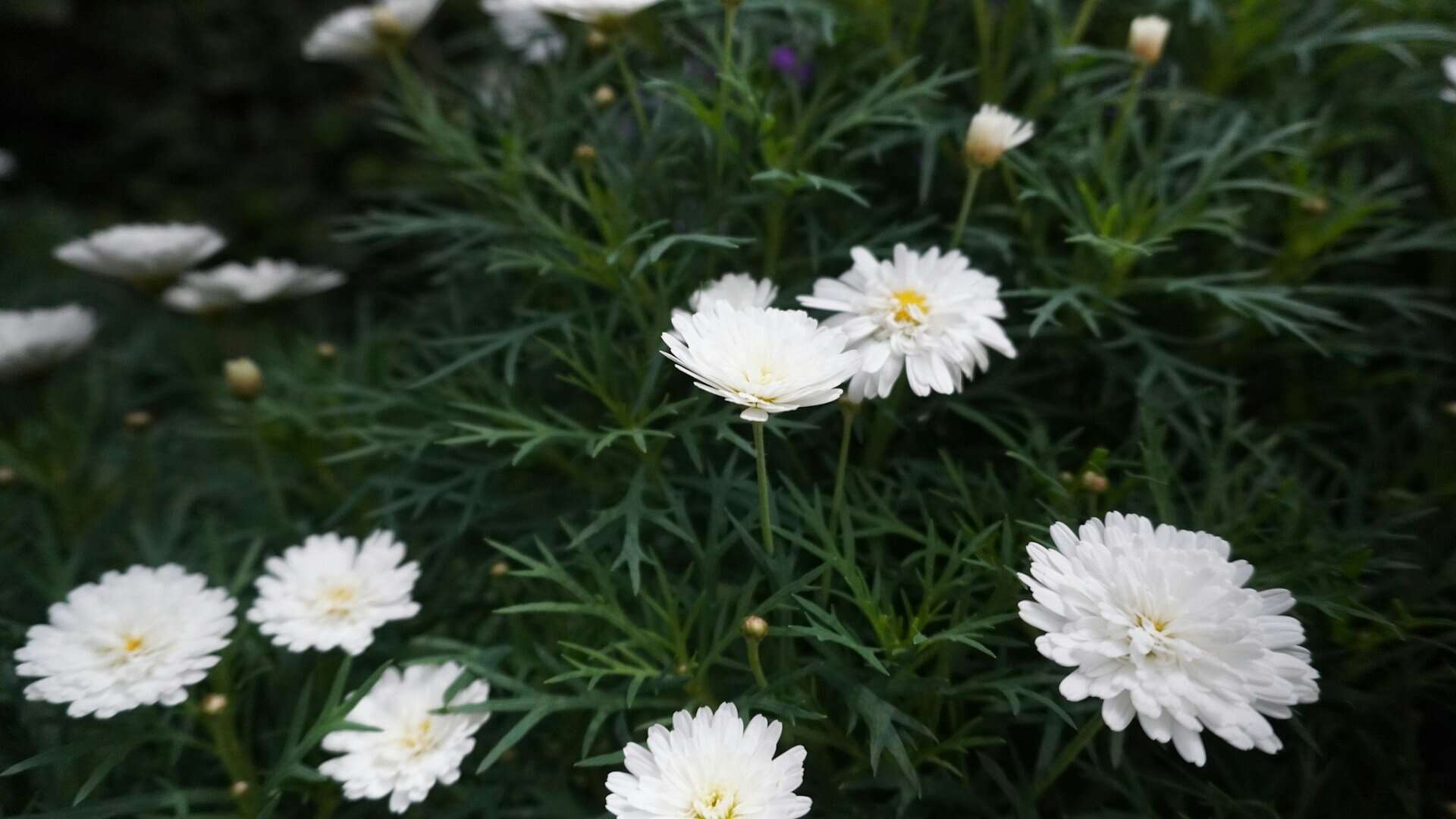 white flowers