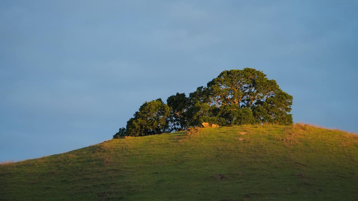 Oak Trees on a hill in early morning light.