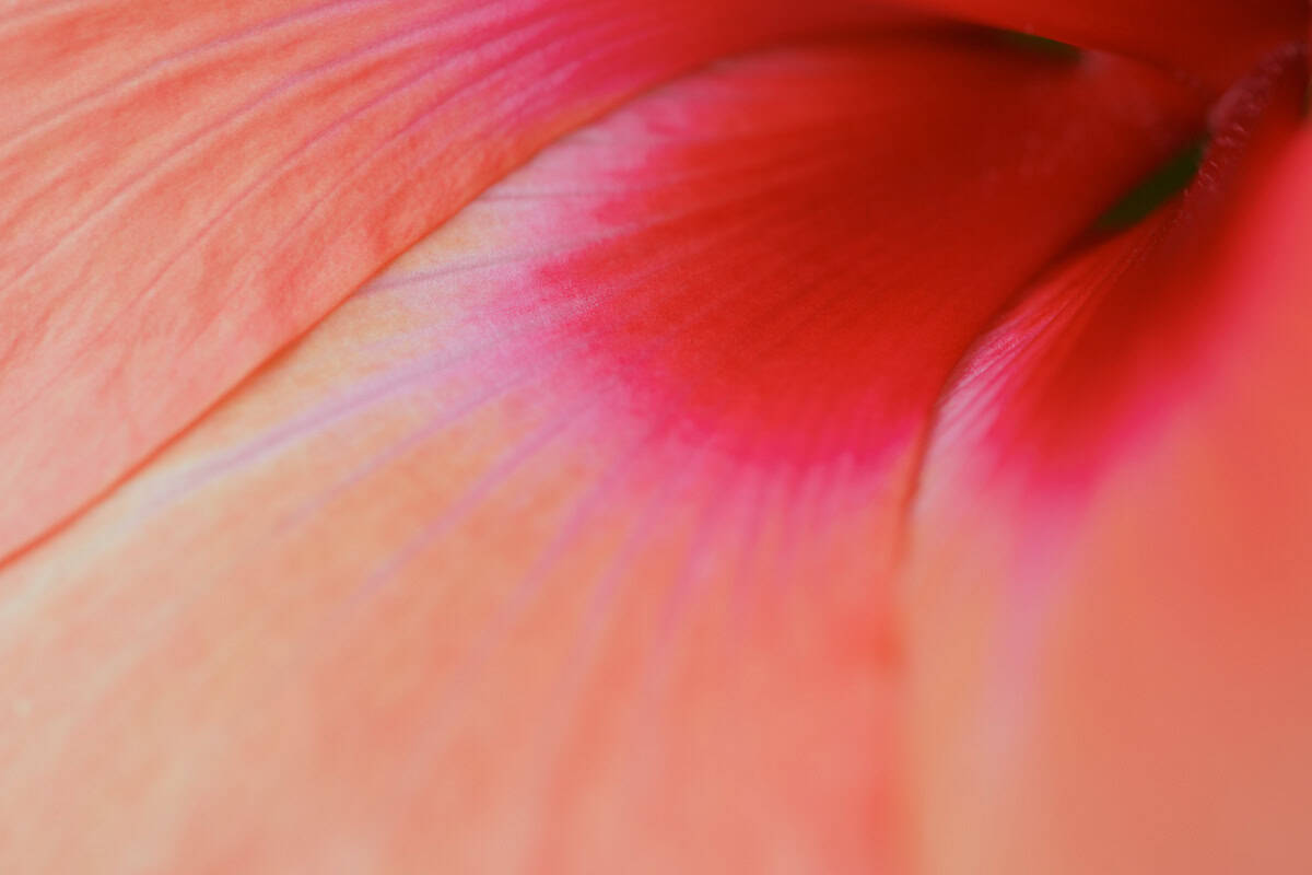 Macro image of orange hibiscus petals.