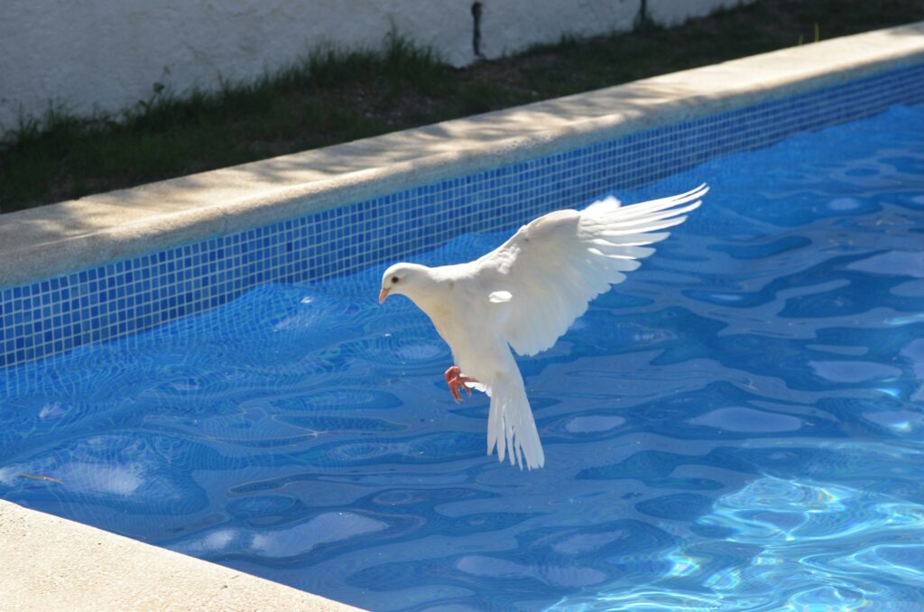 Forrest Frank Boycotts Dove Awards, Sparks Industry Debate A white dove landing poolside.