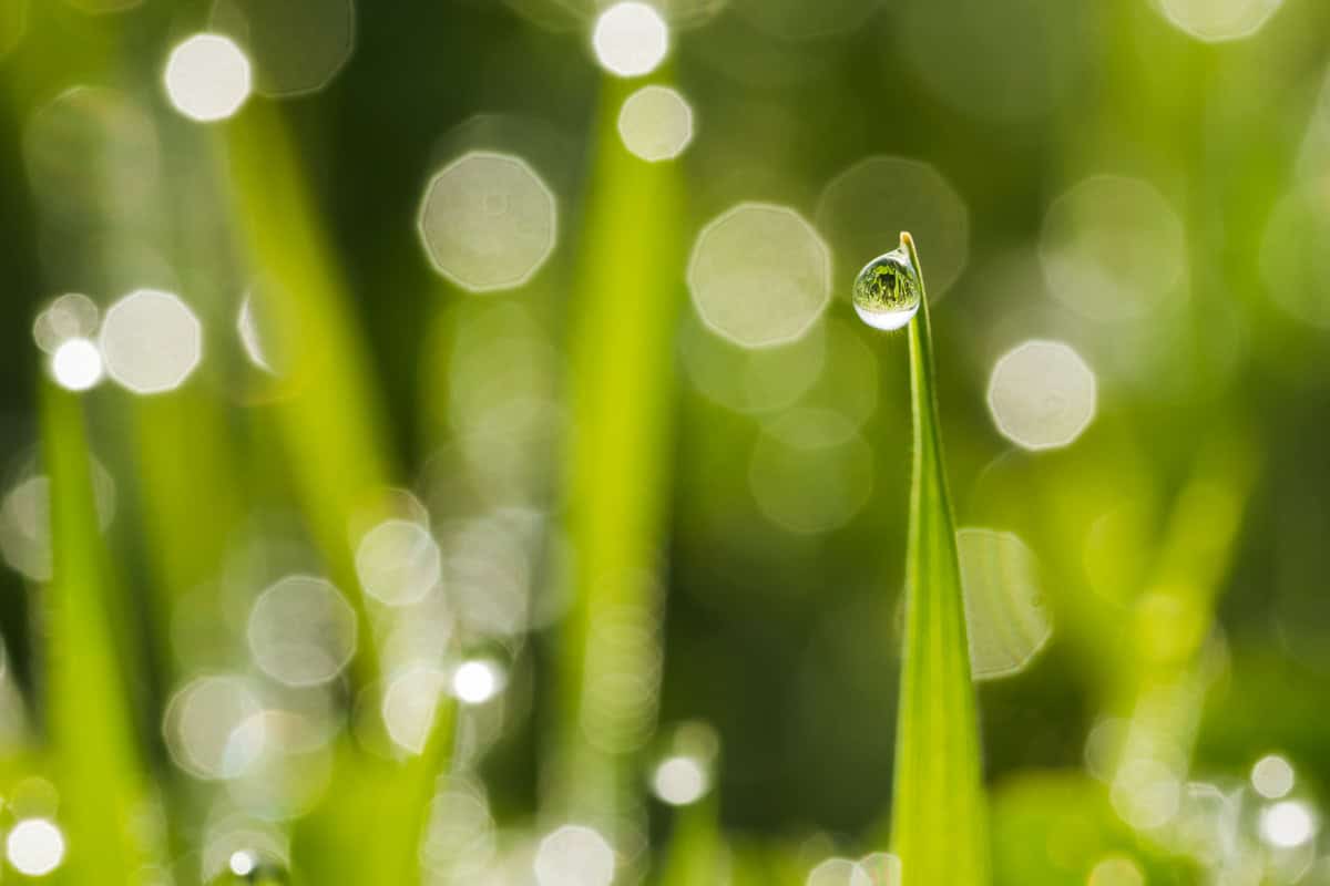 A dew drop in sharp focus on the tip of a blade of grass.