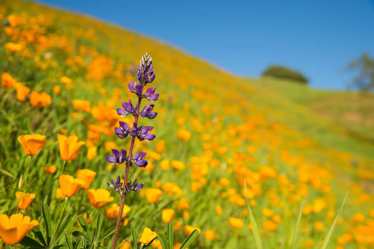 A stalk of purple Lupine stands on a field of California poppy flowers.