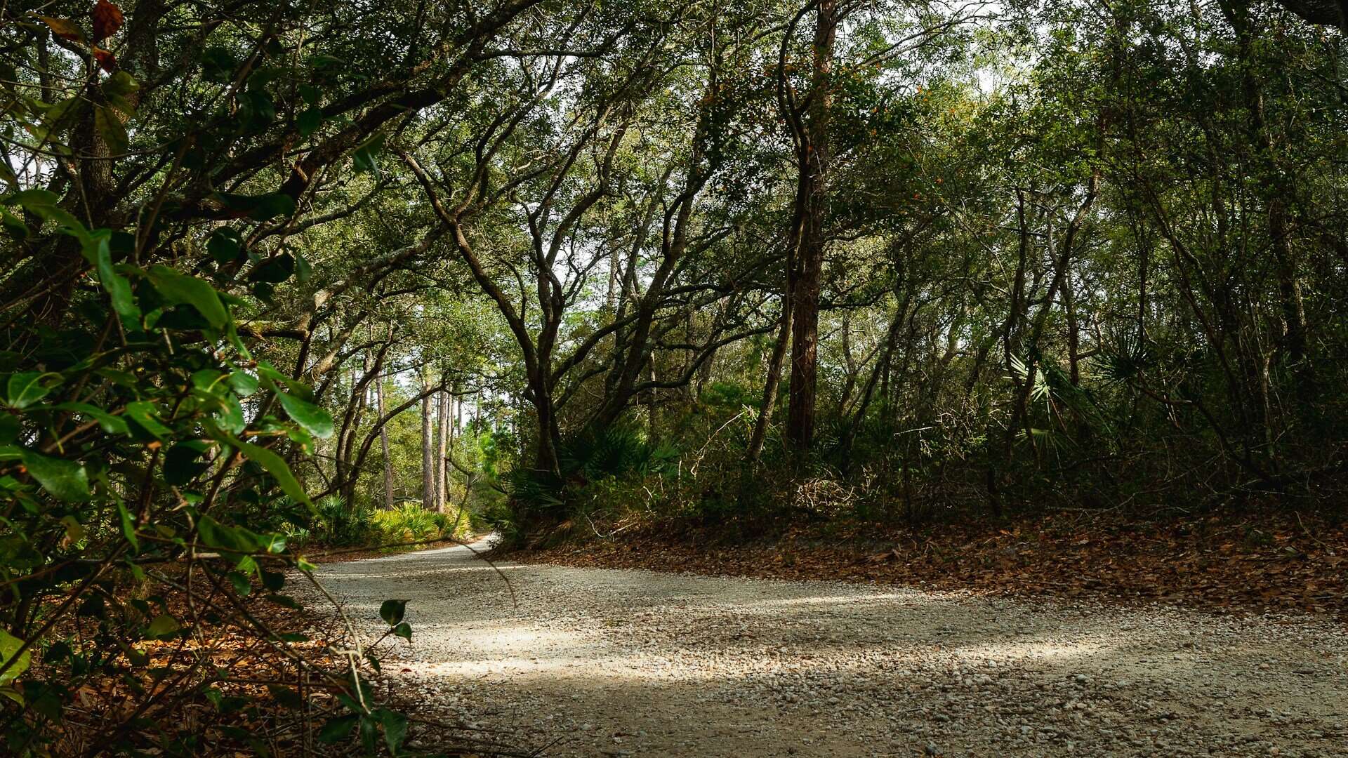 A wooded path in Alabama.