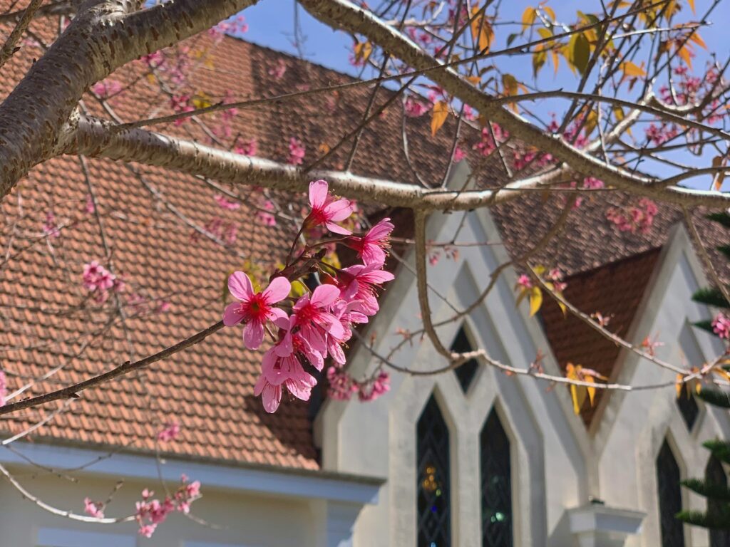 Pink cherry blossoms adorn a tree branch with a historic church featuring stained glass windows in the background.
