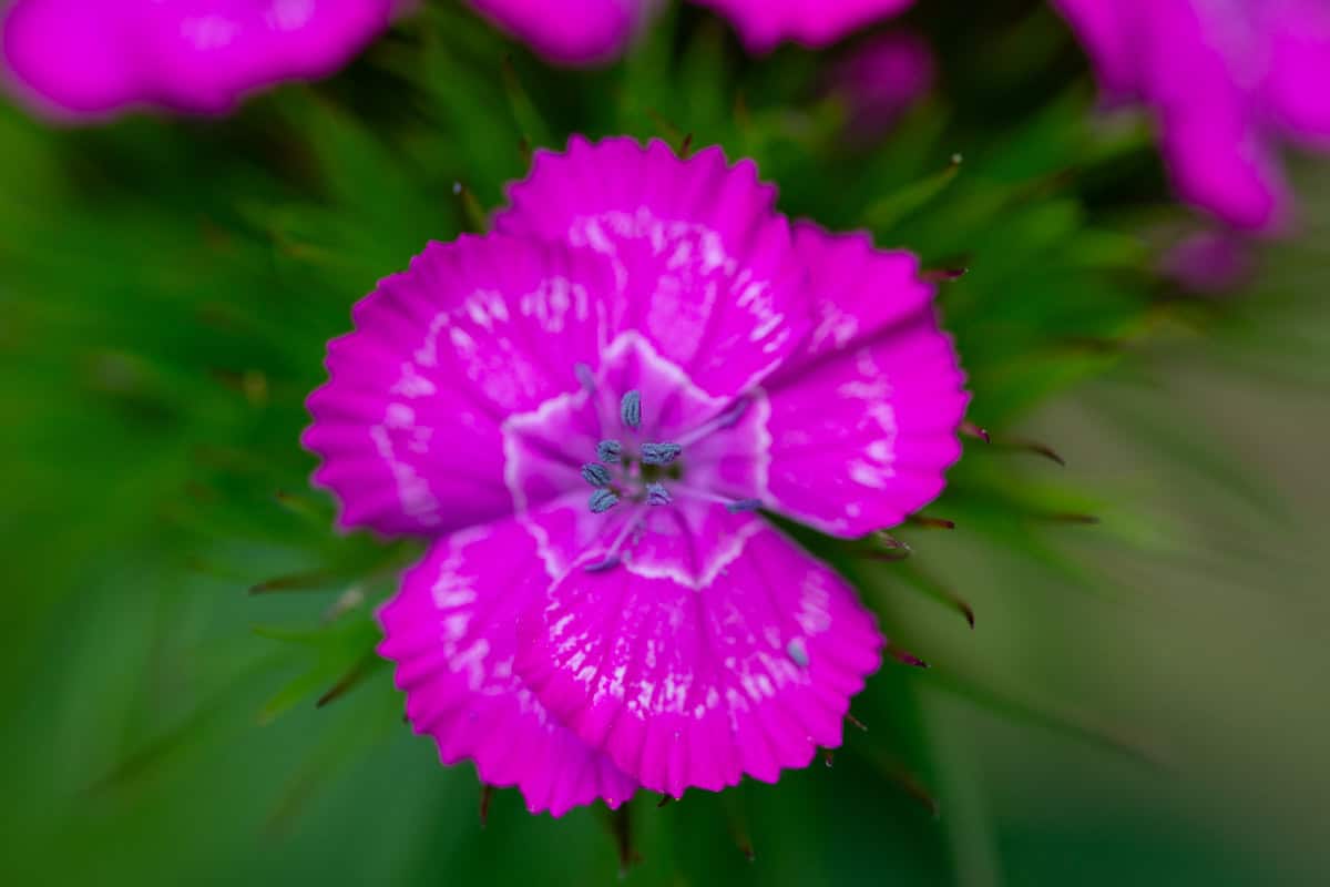 A pink Sweet William flower on a green background, framed from the top by other flowers.
