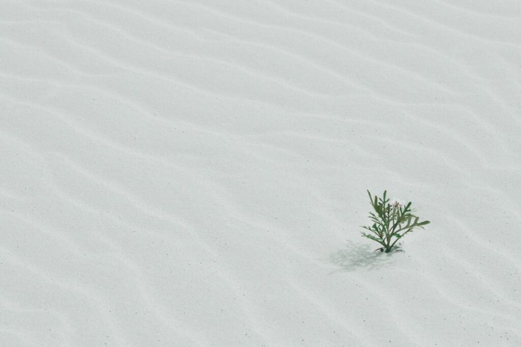 A green bush in sand.