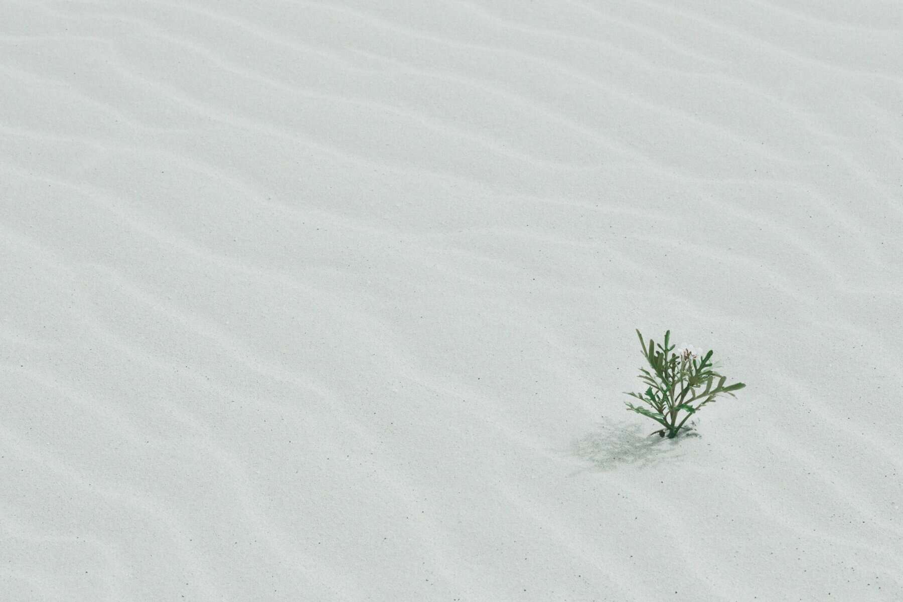 A green bush in sand.