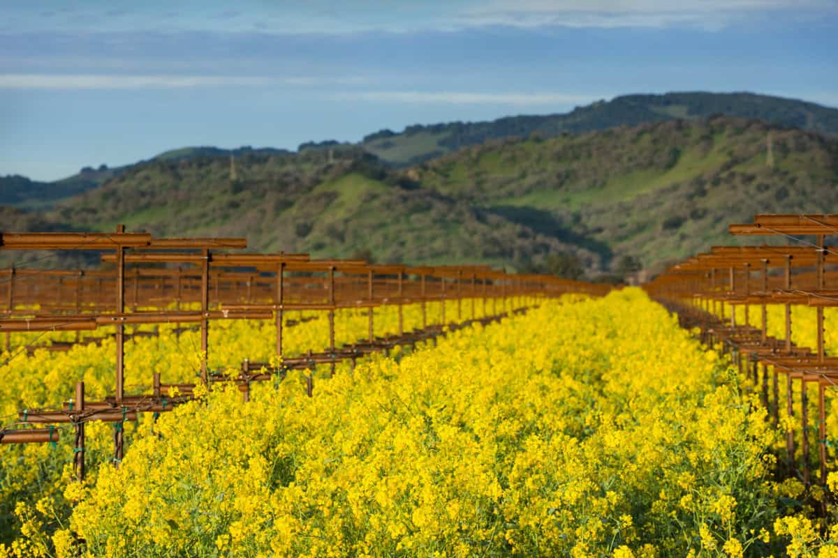 A vineyard in early spring with mustard cover crop and green tree dotted hills in the background.