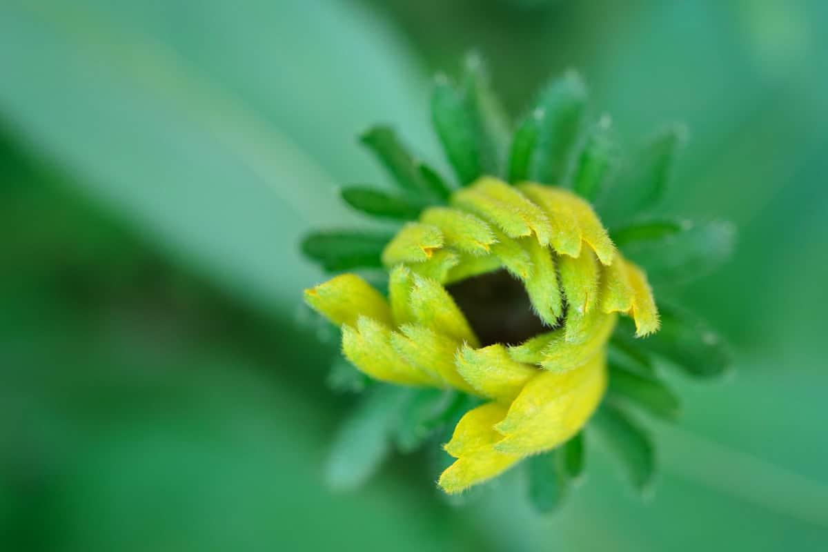 Yellow Rudbekia Daisy bud