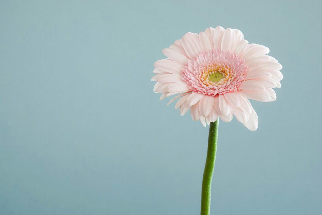 A light pink daisy against a grey background.